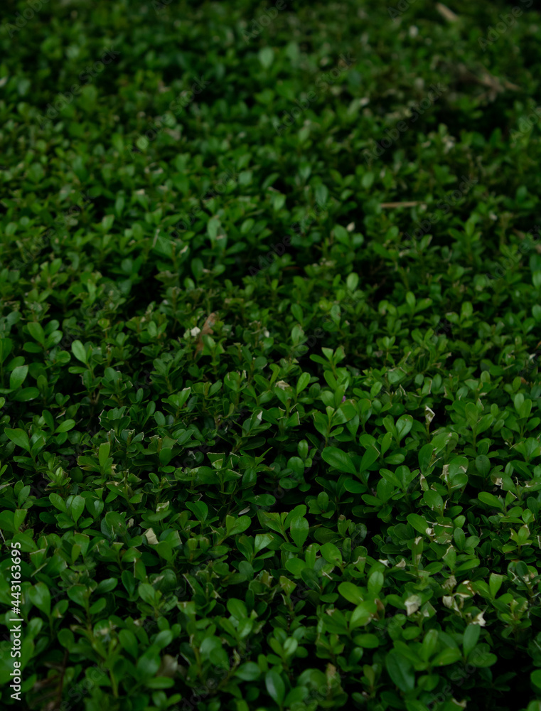 arbustos verdes fondo textura para anuncios arbustos verdes fondo textura para anuncios