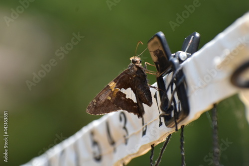 silver spotted skipper butterfly photo