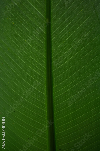 hoja de plátano fondo textura para anuncios