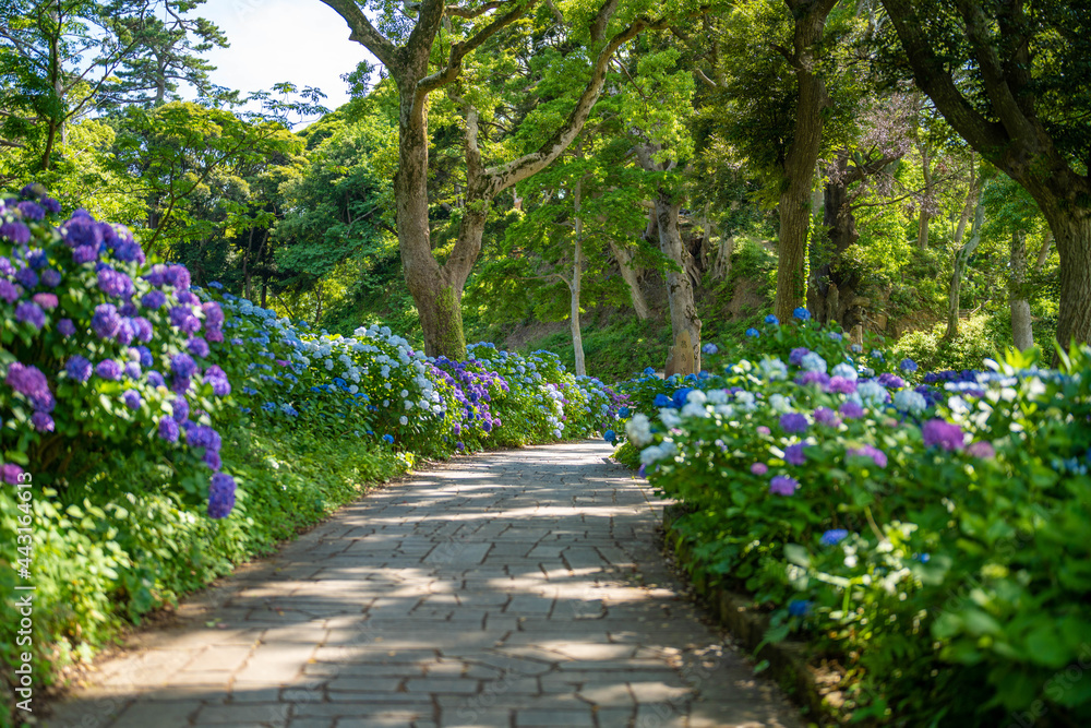 あじさい Ajisai 下田公園 静岡 日本 あじさい Ajisai 下田公園 静岡 日本