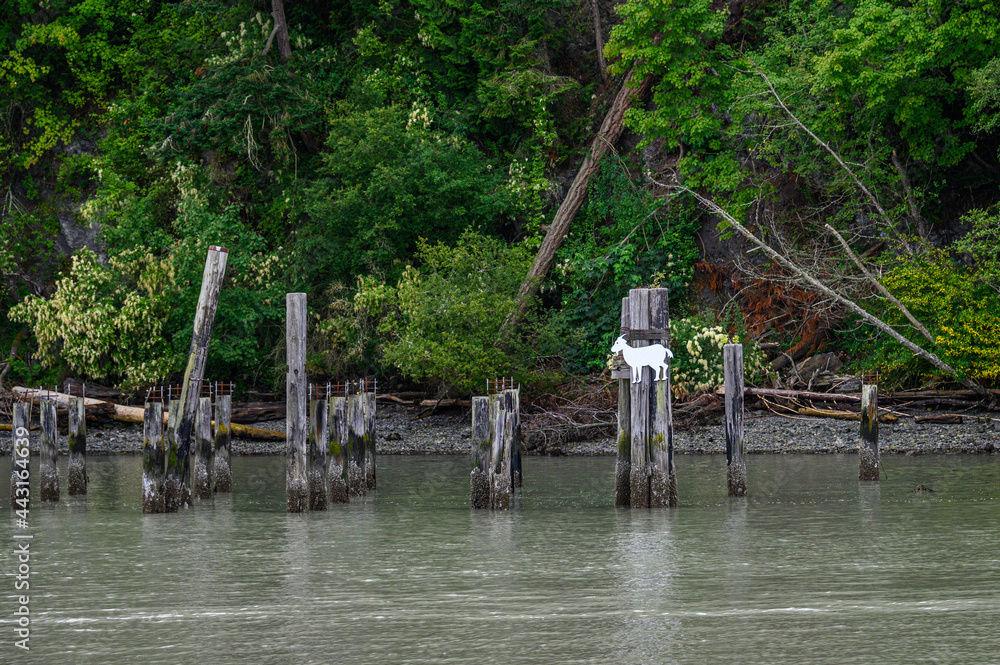 Obraz premium Goat island in the San Juan Islands, beautiful trees and coastline as a nature background 