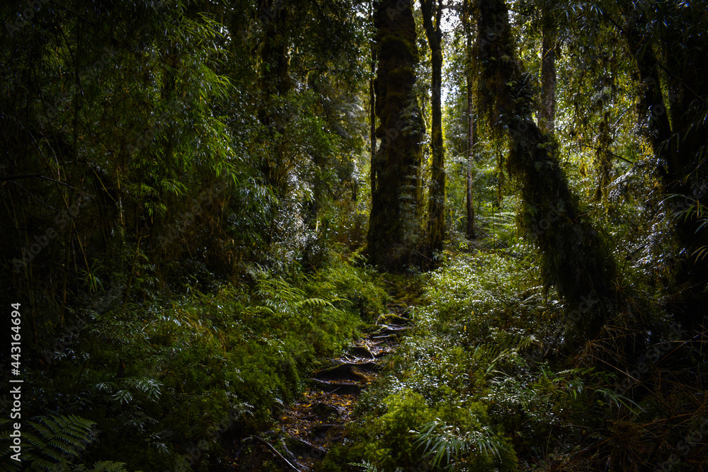 Obraz premium path in the woods