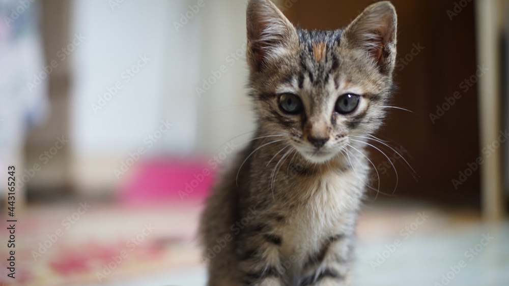 Naklejka premium cat