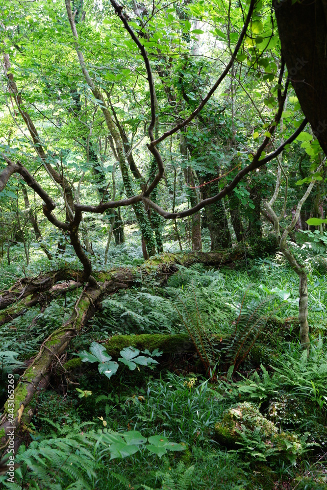 a lively dense forest in springtime a lively dense forest in springtime