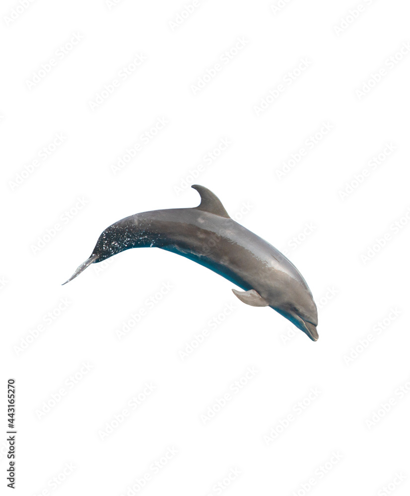 Fototapeta premium Dolphin isolated on white background