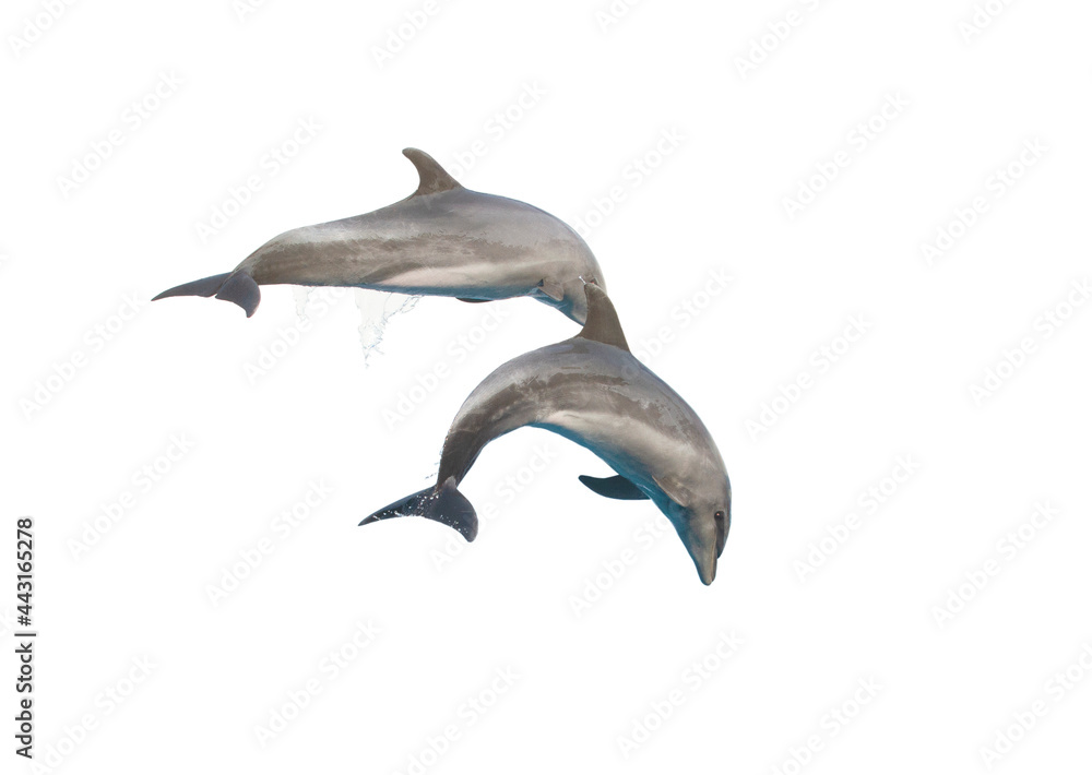 Fototapeta premium Dolphin isolated on white background