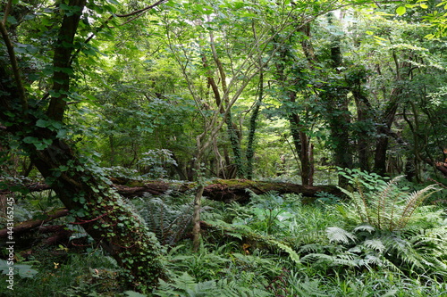 a lively dense forest in springtime