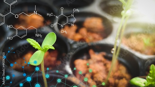 Small plants of cannabis background with biochemistry structure.