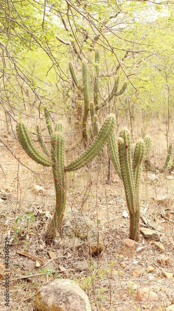 Typical vegetation of northeastern brazil. Typical vegetation of northeastern brazil.