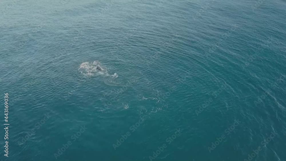 Humpback whale tail slapping and relaxing off the Tweed Coast during its annual migration Humpback whale tail slapping and relaxing off the Tweed Coast during its annual migration