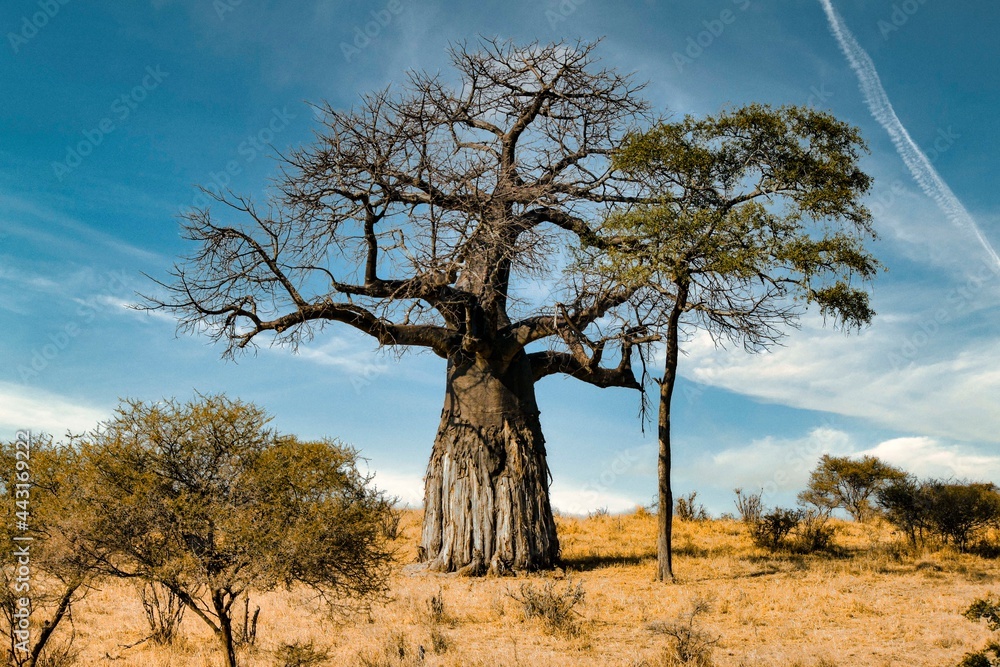 Obraz premium tree in the desert