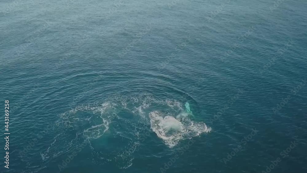 Humpback whale tail slapping and relaxing off the Tweed Coast during its annual migration Humpback whale tail slapping and relaxing off the Tweed Coast during its annual migration