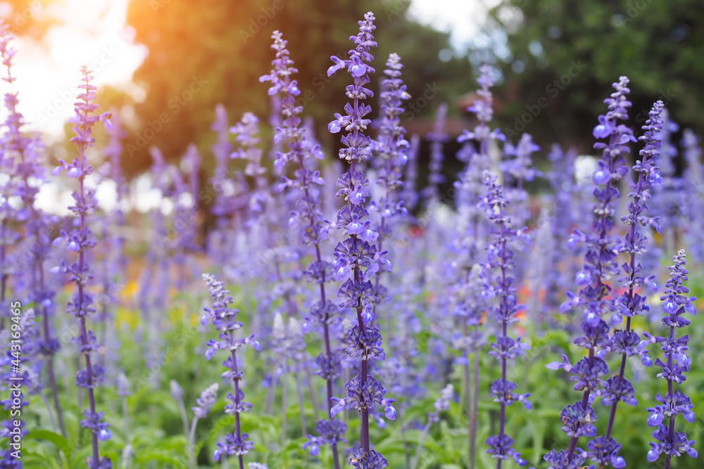 Obraz premium Lavender flowers lit by sunlight, lavender flower in flower garden background