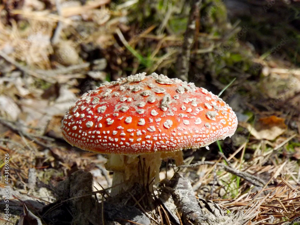 fly agaric in the pine forest of siberia fly agaric in the pine forest of siberia