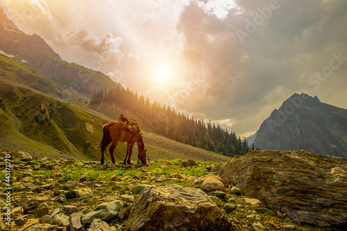Pahalgam, Kashmir, India - June 1, 2021:Horse on a large meadow with beautiful scenery of blue sky and quiet at sunrise at Pahalgam,, Jammu and Kashmir, India-2021. photo