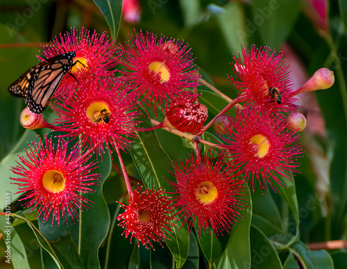 Red blossoms of the Australian native flowering gum tree Corymbia ficifolia Wildfire variety, Family Myrtaceae. Endemic to Stirling Ranges near Albany, Western Australia photo