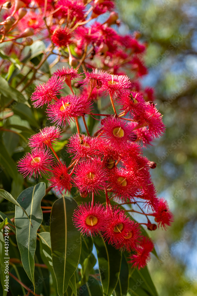 Red blossoms of the Australian native flowering gum tree Corymbia ficifolia Wildfire variety, Family Myrtaceae. Endemic to Stirling Ranges near Albany, Western Australia Red blossoms of the Australian native flowering gum tree Corymbia ficifolia Wildfire variety, Family Myrtaceae. Endemic to Stirling Ranges near Albany, Western Australia