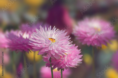 Australian native pink and white everlasting daisies; Xerochrysum bracteatum, family Asteraceae. Also known as paper daisies and strawflowers. Endemic to Western Australia