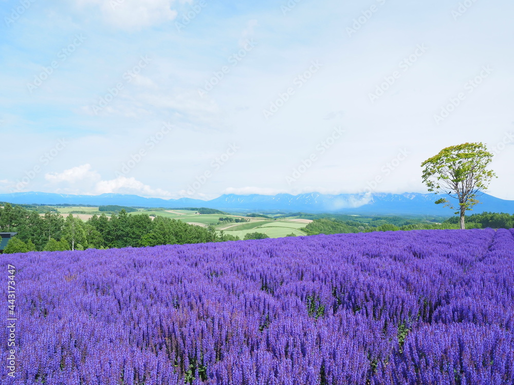 Fototapeta premium 北海道の絶景 美瑛 四季彩の丘のブルーサルビア畑