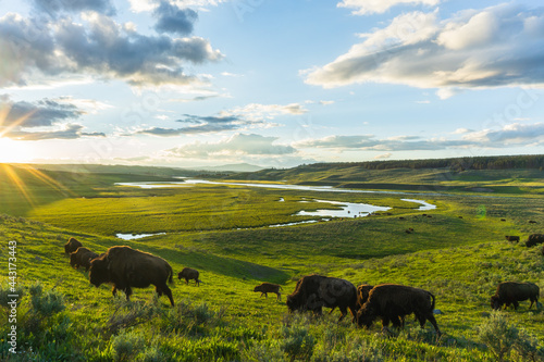 Wallpaper Mural herd of cows Torontodigital.ca