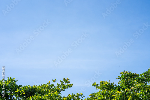 Tree branches against clear blue sky background in summer.