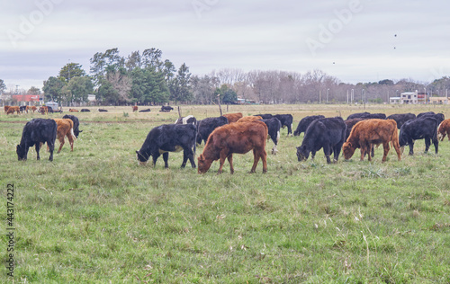 Rebaño de vacas pastando © Ramiro Ruiz