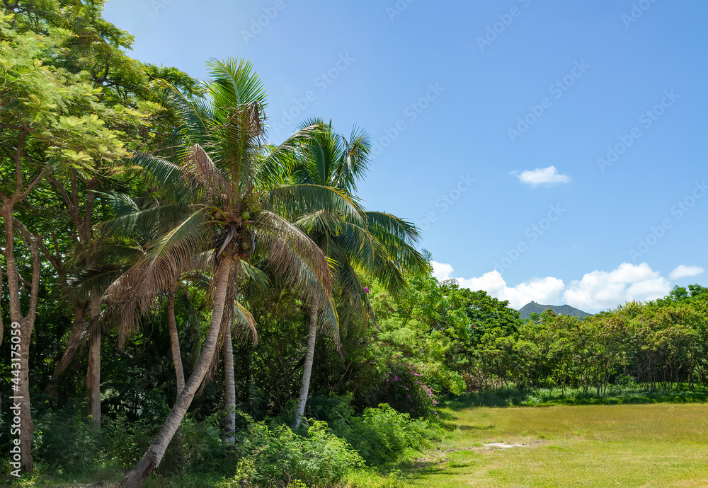 Obraz premium Tropical Isle of Pines New Caledonia.