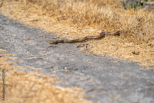 Pacific gopher snake  Pituophis catenifer catenifer  crawls out of dry grass.