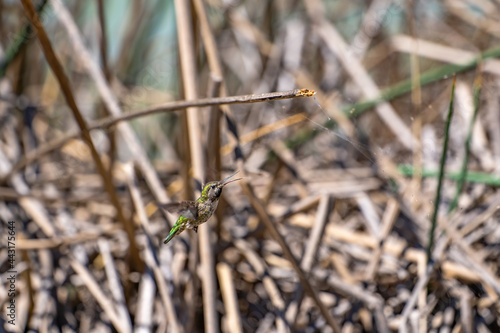 Hummingbird collects insects from cobwebs.