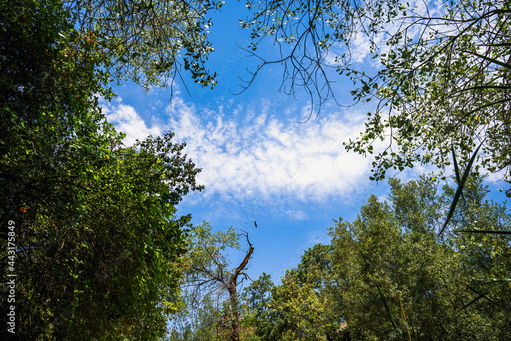 Obraz premium clouds in the sky