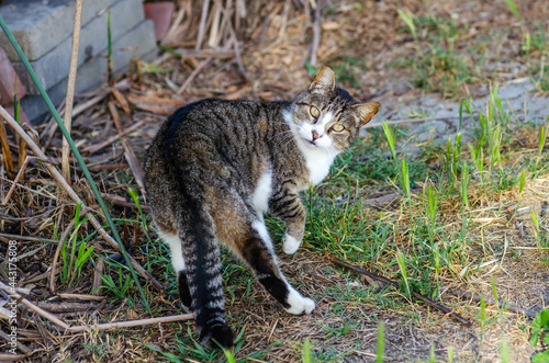 Photography Wild cat in Fremont Central Park