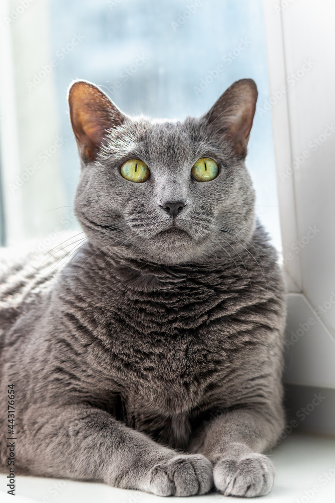 An adult gray cat is resting calmly on a white windowsill