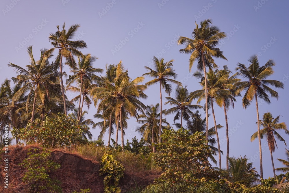 Coconut trees growng on a cliff. The coastline of Varkala, Kerala, India.