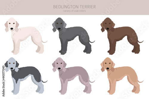 Bedlington terrier clipart. Different coat colors and poses set