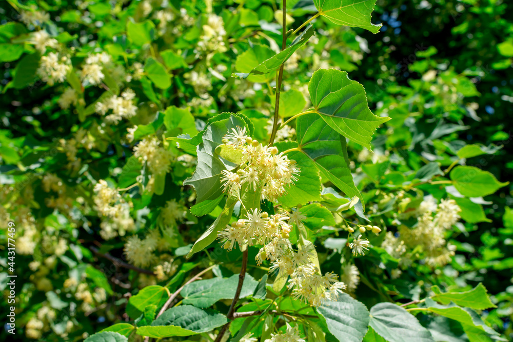 Linden flowers on the branches of trees outdoors. Linden flowers on the branches of trees outdoors.