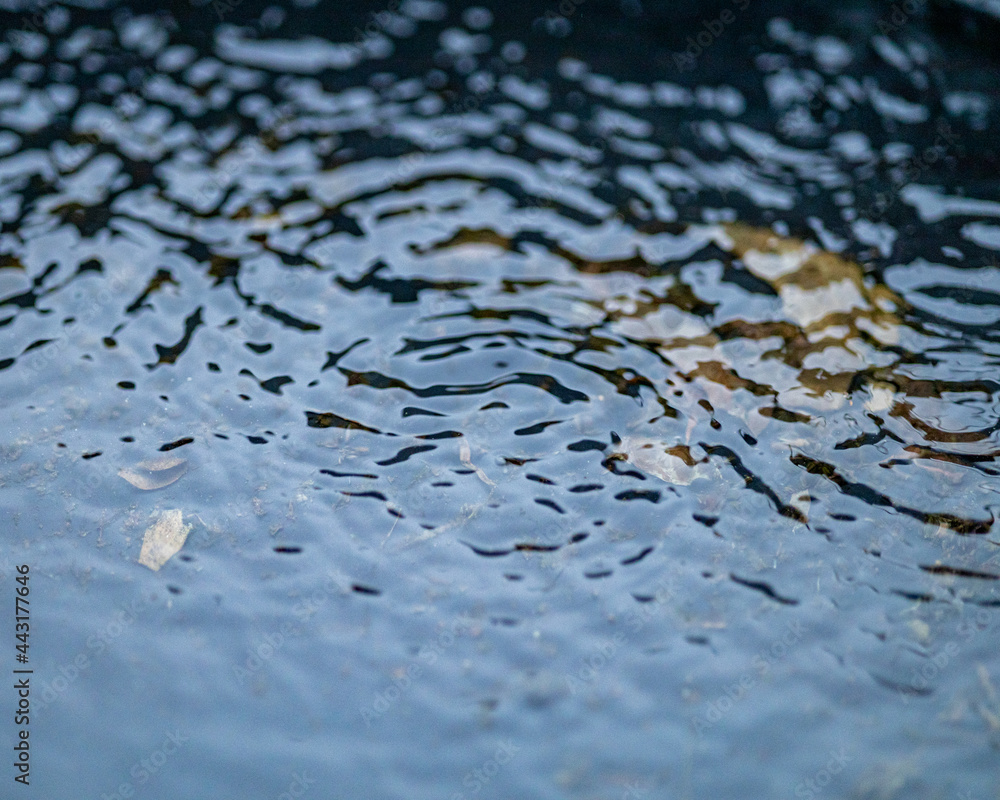 Splash ring in a puddle of water from the rain Splash ring in a puddle of water from the rain