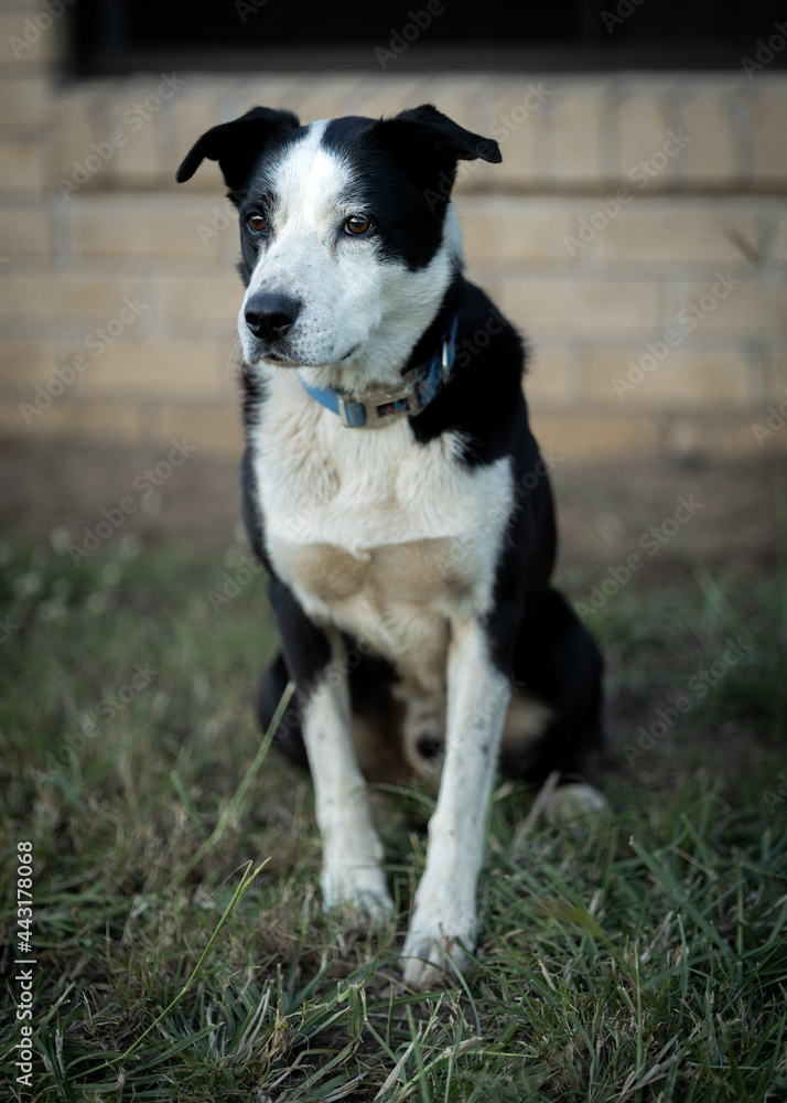 A black and white border collie canine, dog A black and white border collie canine, dog