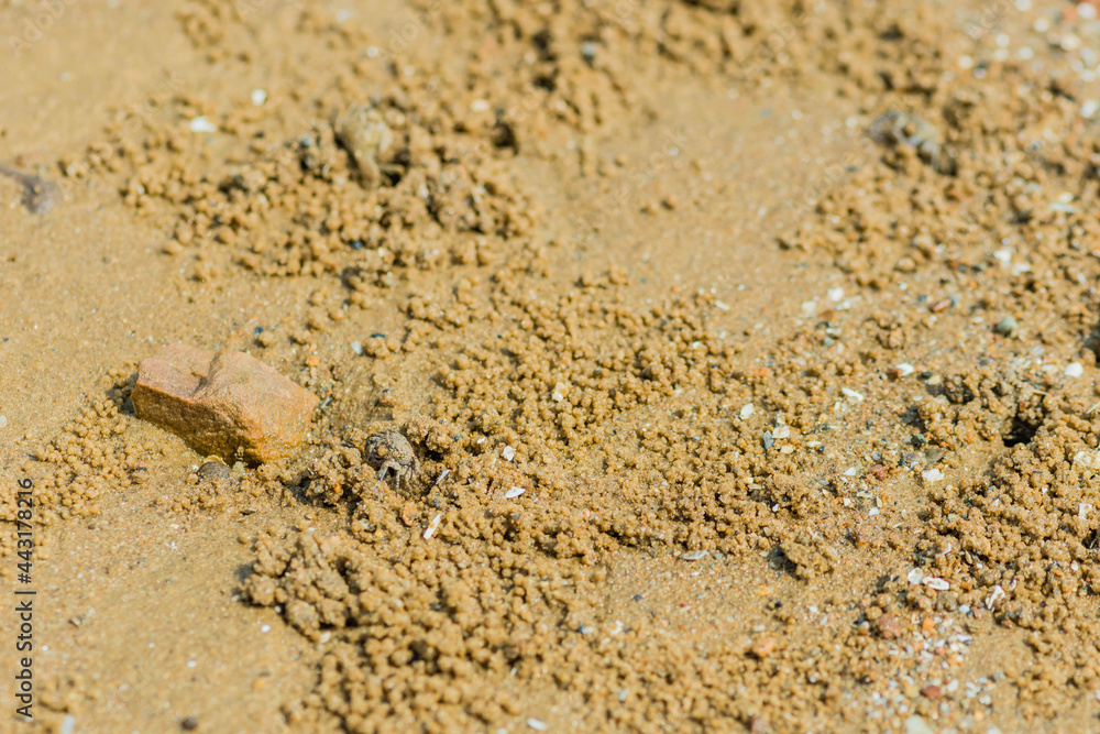 Small sand crab coming out of hole in sandy beach near brown rock. Small sand crab coming out of hole in sandy beach near brown rock.