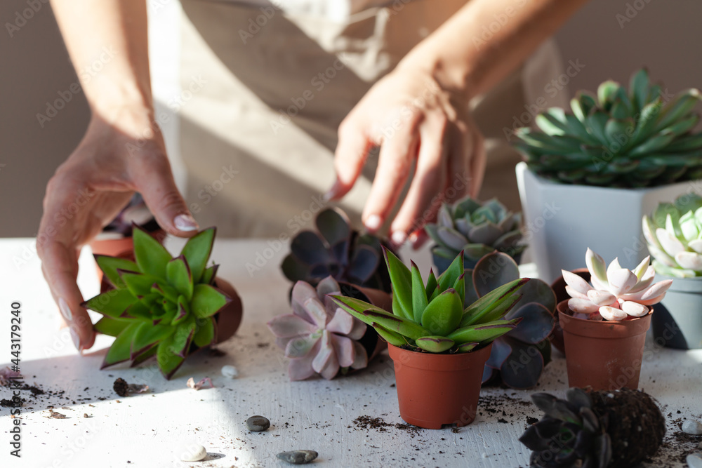 Young girl is planting green echeveria succulent. Concept of home gardening, house plants, hobby, leisure. DIY garden, handmade natural gift. White background, close up Young girl is planting green echeveria succulent. Concept of home gardening, house plants, hobby, leisure. DIY garden, handmade natural gift. White background, close up