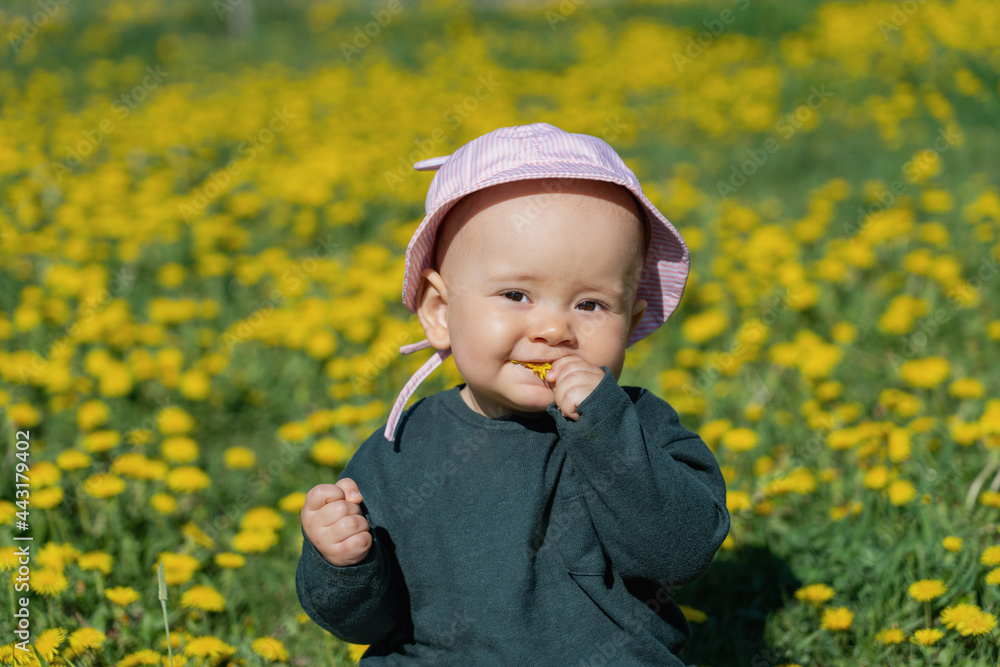 A toddler sits on a field among yellow dandelions. Baby tastes dandelion A toddler sits on a field among yellow dandelions. Baby tastes dandelion