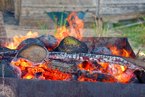 cuisson du fruit de l'arbre à pain dans la braise - nuku hiva - iles marquises - polynésie francaise photo