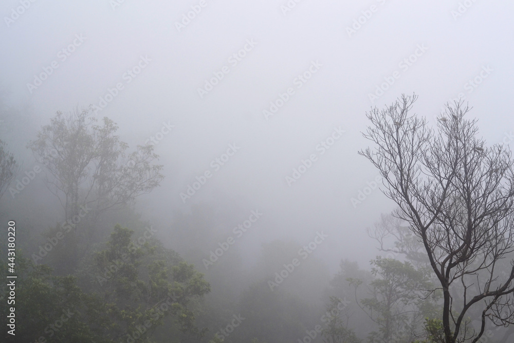 Landscape with trees in the fog, on the right is a tree without leaves Landscape with trees in the fog, on the right is a tree without leaves