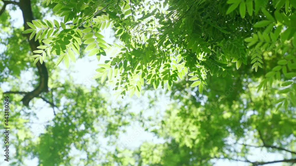 Low-angle shot of sunlight passing through the green leaves, blur background Low-angle shot of sunlight passing through the green leaves, blur background