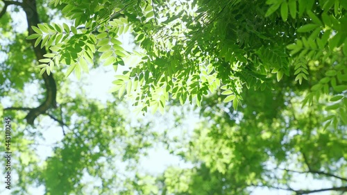 Low-angle shot of sunlight passing through the green leaves, blur background photo