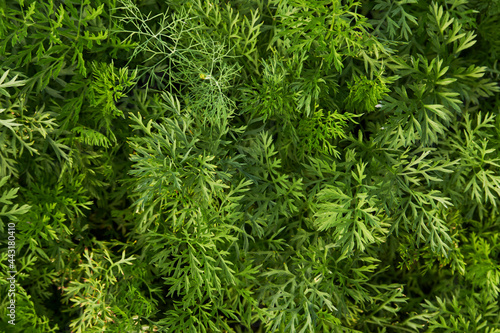 Growing carrot leaves texture, close-up