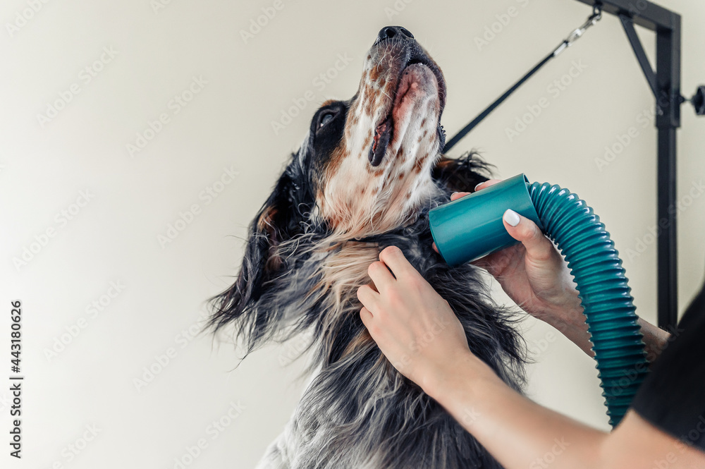 pet groomer dry dog fur with a hair dryer