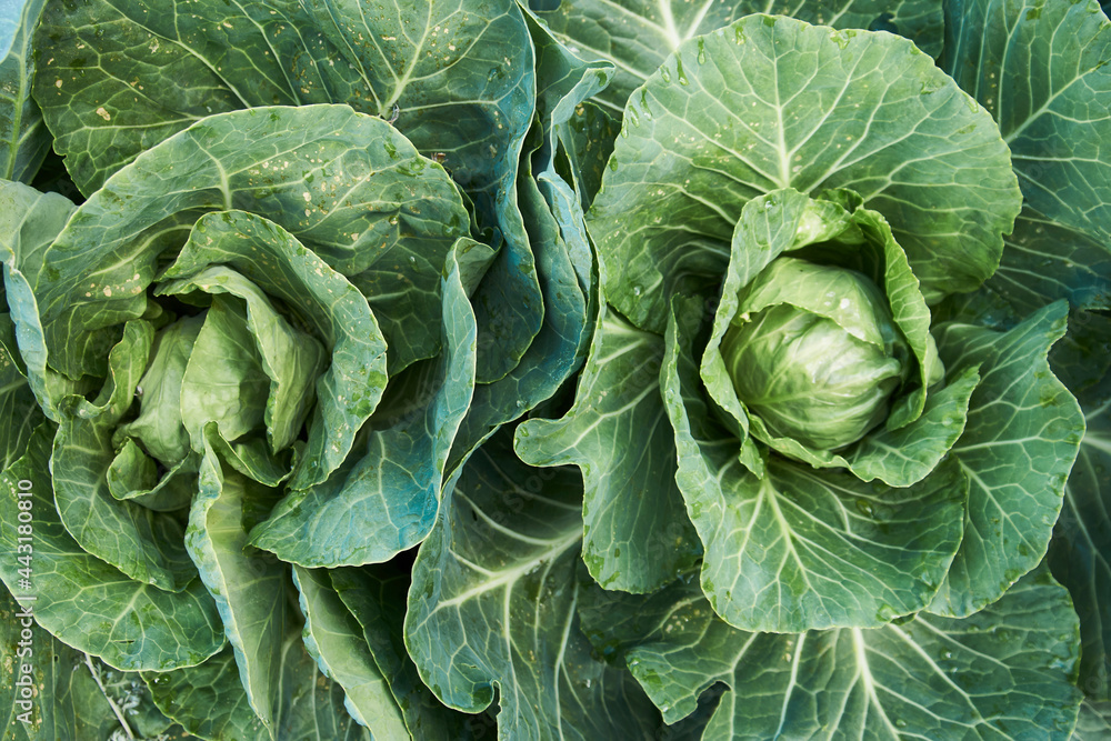 Obraz premium Green cabbage leaves background, close-up