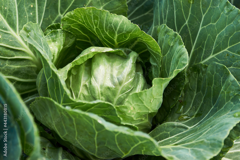 Green cabbage leaves background, close-up Green cabbage leaves background, close-up