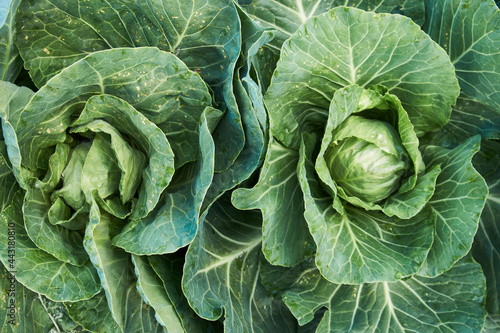 Green cabbage leaves background, close-up