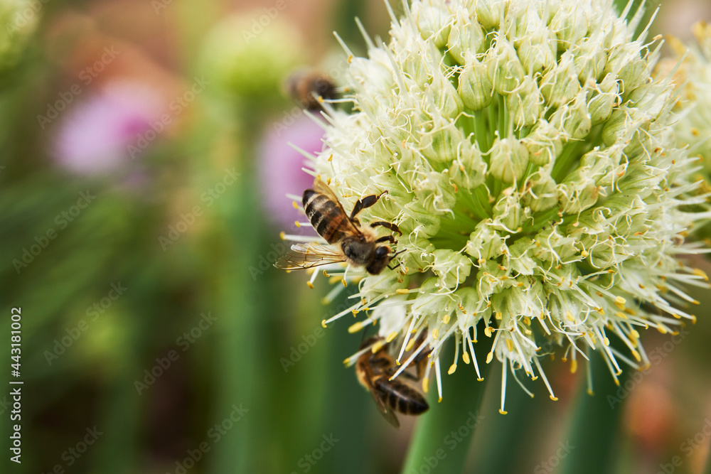 Honey bee collecting pollen on flower Honey bee collecting pollen on flower